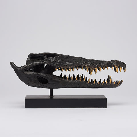 Saltwater Crocodile Skull