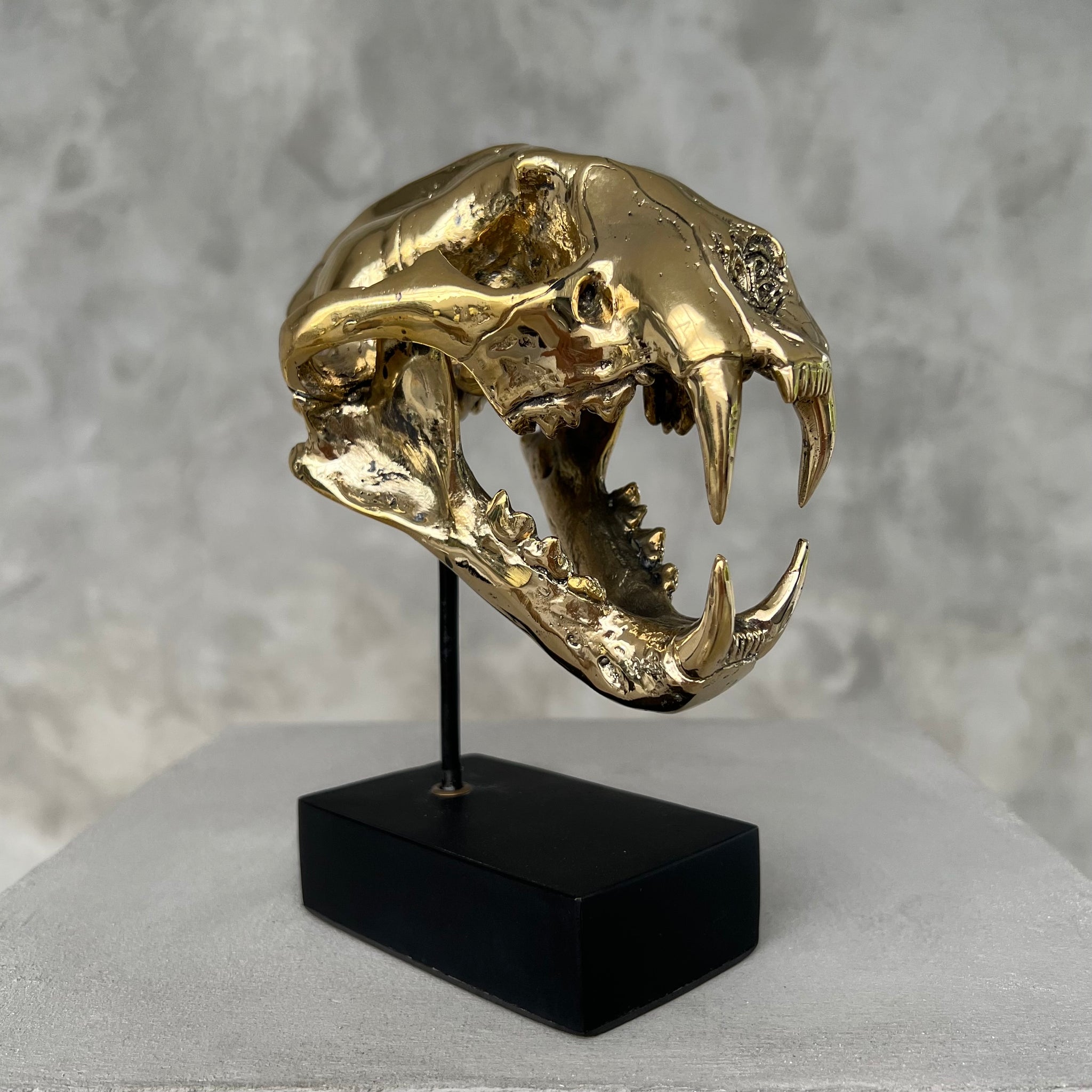 Snow Leopard Skull