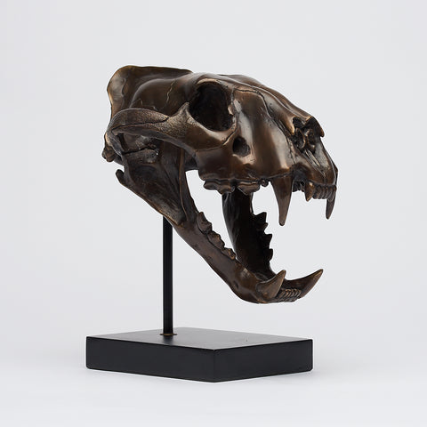 Sumatran Tiger Skull