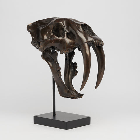 Saber Tooth Tiger Skull