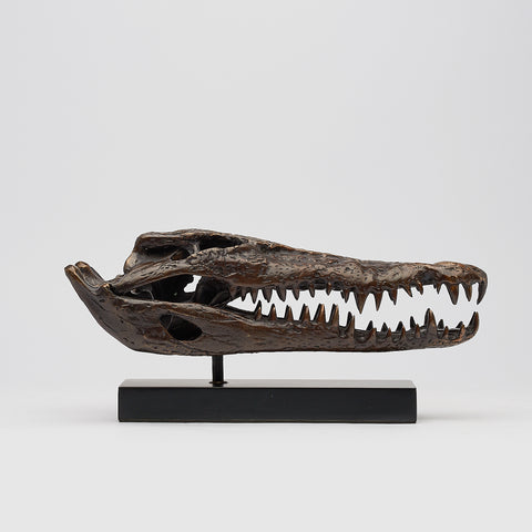 Saltwater Crocodile Skull