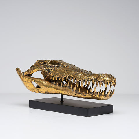 Saltwater Crocodile Skull