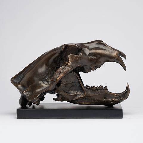 Arctic Polar Bear Skull