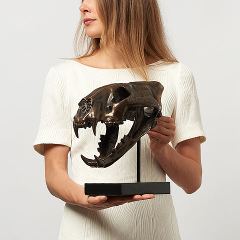 Sumatran Tiger Skull