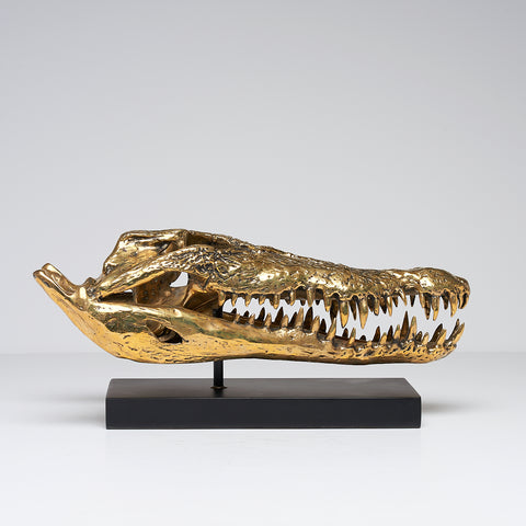 Saltwater Crocodile Skull