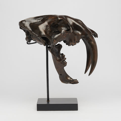 Saber Tooth Tiger Skull