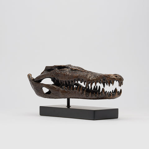 Saltwater Crocodile Skull