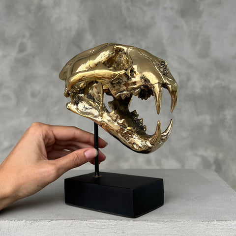 Snow Leopard Skull