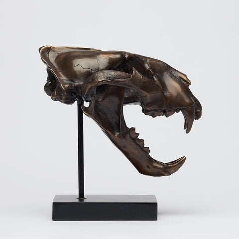 Sumatran Tiger Skull