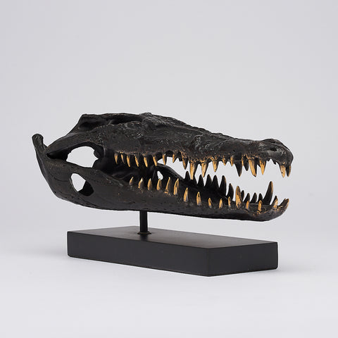 Saltwater Crocodile Skull