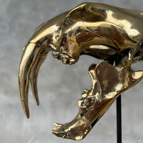 Saber Tooth Tiger Skull