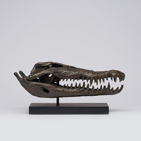 Saltwater Crocodile Skull