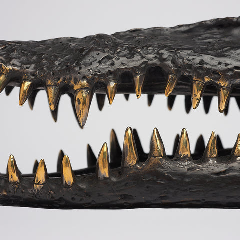 Saltwater Crocodile Skull