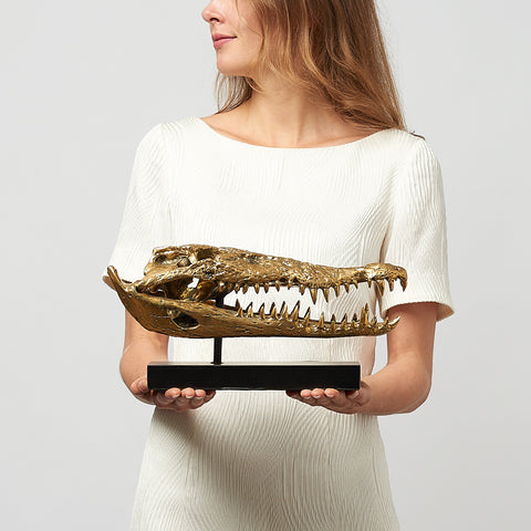 Saltwater Crocodile Skull