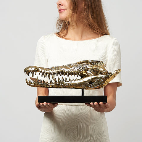 Saltwater Crocodile Skull