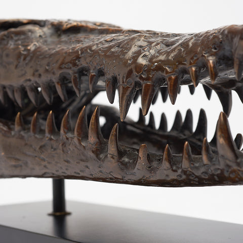 Saltwater Crocodile Skull