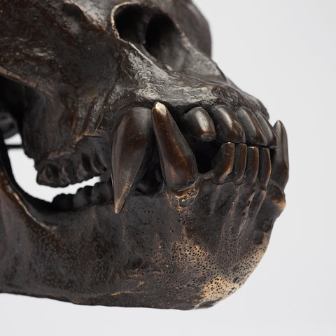 Jungle King Gorilla Skull