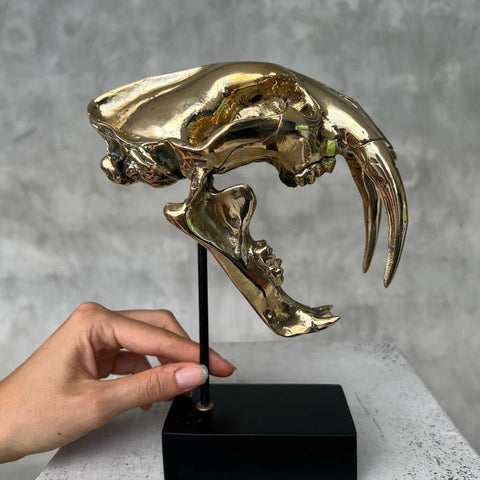 Saber Tooth Tiger Skull