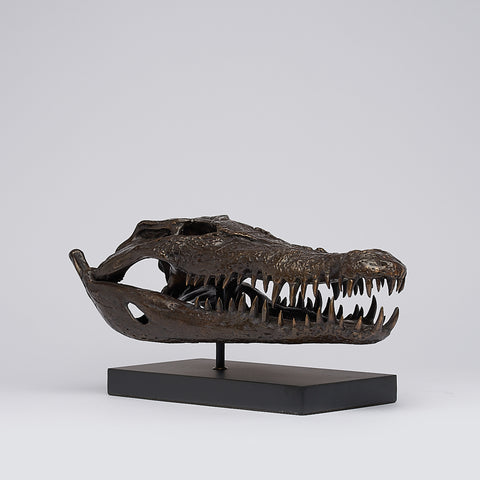 Saltwater Crocodile Skull