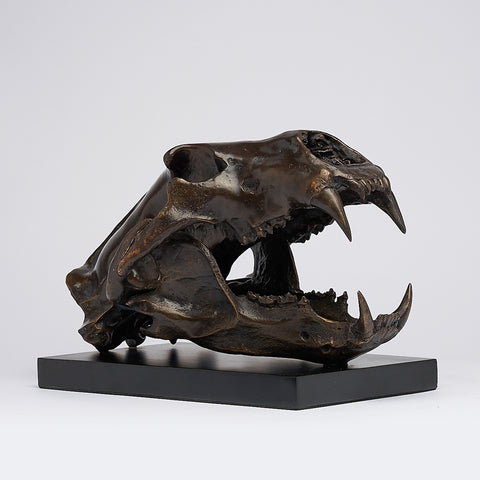 Arctic Polar Bear Skull