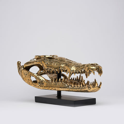 Saltwater Crocodile Skull