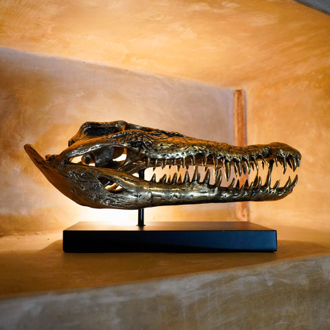 Saltwater Crocodile Skull